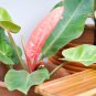 Philodendron Erubescens 100 PCS Seeds