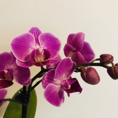 Phalaenopsis Giant Orchid Flower Big Flowers for Rooms Indoor 100 PCS Seeds