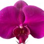 Phalaenopsis Giant Orchid Flower Big Flowers for Rooms Indoor 100 PCS Seeds