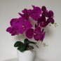 Phalaenopsis Giant Orchid Flower Big Flowers for Rooms Indoor 100 PCS Seeds