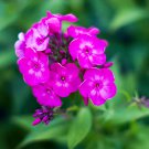 Phlox Flower Outdoor Bonsai for Home Garden Blooming Plants 200 PCS Seeds Phlox Flower Outdoor Bonsai for Home Garden Blooming Plants 200 PCS Seeds