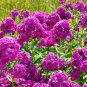 Phlox Flower Outdoor Bonsai for Home Garden Blooming Plants 200 PCS Seeds