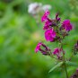 Phlox Flower Outdoor Bonsai for Home Garden Blooming Plants 200 PCS Seeds