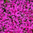 Phlox Drummondii Cuspidata Flower 100 PCS Seeds Phlox Drummondii Cuspidata Flower 100 PCS Seeds