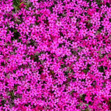 Phlox Drummondii Cuspidata Flower 100 PCS Seeds