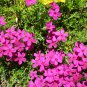 Phlox Drummondii Cuspidata Flower 100 PCS Seeds