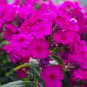 Phlox Drummondii Cuspidata Flower 100 PCS Seeds