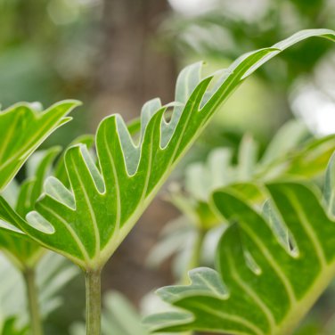 Philodendron Indoor Plants Anti Radiation Absorb dust Tree  100 PCS Seeds