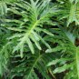 Philodendron Vine Leaf Indoor Plants Anti Radiation Absorb - 100 PCS Seeds