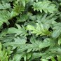Philodendron Vine Leaf Indoor Plants Anti Radiation Absorb - 100 PCS Seeds