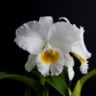 Phalaenopsis Giant Orchid Bonsai 200 PCS Seeds