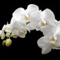 Phalaenopsis Giant Orchid Bonsai 200 PCS Seeds