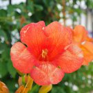 Petunia Vigorous Annual Bonsai Flower 100 PCS Seeds