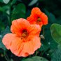 Petunia Vigorous Annual Bonsai Flower 100 PCS Seeds