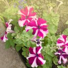 Petunia Compacta Nana F2 Petunia Star Dwarf Mixed 200 PCS Seeds Petunia Compacta Nana F2 Petunia Star Dwarf Mixed 200 PCS Seeds