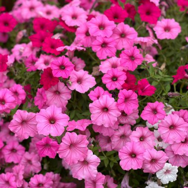 Petunia Rose Pink Big Flowers with White Spots 300 PCS Seeds