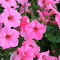 Petunia Rose Pink Big Flowers with White Spots 300 PCS Seeds