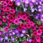 Petunia Bonsai Garden Home Flowers Balcony Flowers 100 PCS Seeds