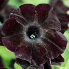 Petunia Black 'Velvet' Bonsai Annnual Flowers 200 PCS Seeds Petunia Black 'Velvet' Bonsai Annnual Flowers 200 PCS Seeds