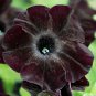Petunia Black 'Velvet' Bonsai Annnual Flowers 200 PCS Seeds