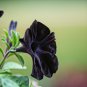 Petunia Black 'Velvet' Bonsai Annnual Flowers 200 PCS Seeds