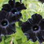 Petunia Black 'Velvet' Bonsai Annnual Flowers 200 PCS Seeds