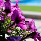 Petunia Flower Purple White Bicolor Spiral Flowers 100 PCS Seeds Petunia Flower Purple White Bicolor Spiral Flowers 100 PCS Seeds