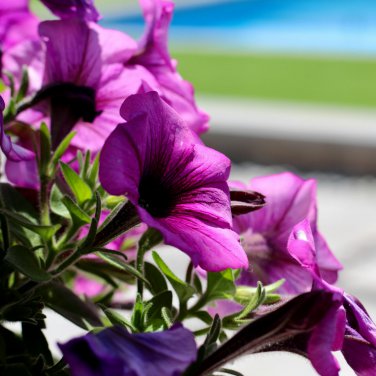 Petunia Flower Purple White Bicolor Spiral Flowers 100 PCS Seeds