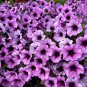 Petunia Flower Purple White Bicolor Spiral Flowers 100 PCS Seeds