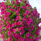 Petunia Big Flower Pink Flowers with White Spots 200 PCS Seeds