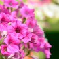 Petunia Big Flower Pink Flowers with White Spots 200 PCS Seeds