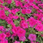 Petunia Big Flower Pink Flowers with White Spots 200 PCS Seeds
