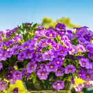 Petunia Flower Garden Night Sky Bonsai Plantas 107 PCS Seeds