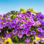 Petunia Flower Garden Night Sky Bonsai Plantas 107 PCS Seeds