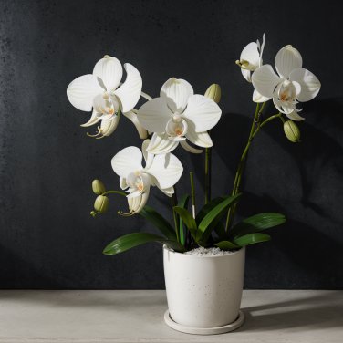 Peristeria elata Holy Ghost Orchid Dove Orchid 100 PCS Seeds