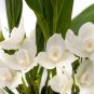 Peristeria elata Holy Ghost Orchid Dove Orchid 100 PCS Seeds