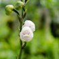 Peristeria elata Holy Ghost Orchid Dove Orchid 100 PCS Seeds