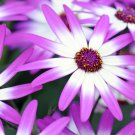 Pericallis Hybrida Different Florists Cineraria Bonsai Hardy Flower 50 PCS Seeds Pericallis Hybrida Different Florists Cineraria Bonsai Hardy Flower 50 PCS Seeds
