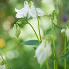Perennial White Columbine 50 PCS Seeds
