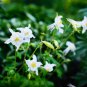 Perennial White Columbine 50 PCS Seeds