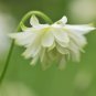Perennial White Columbine 50 PCS Seeds