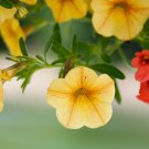 Petunia Flower Petunias Garden Bonsai Balcony Petunia Hybrida 100 PCS Seeds Petunia Flower Petunias Garden Bonsai Balcony Petunia Hybrida 100 PCS Seeds