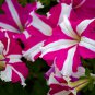 Petunia 'Five-pointed star' Red White Flower 200 PCS Seeds