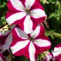 Petunia 'Five-pointed star' Red White Flower 200 PCS Seeds