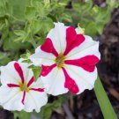 Petunia 'Amore Queen of Hearts' 200 PCS Seeds
