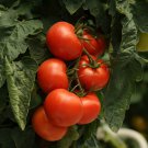 Perennial Tomato Giant Trees Outdoor Greenhouse Available 5 PCS Seeds