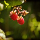Perennial Raspberry Feral Rubus Idaeus Bush Fruit 80 PCS Seeds Perennial Raspberry Feral Rubus Idaeus Bush Fruit 80 PCS Seeds