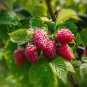 Perennial Raspberry Feral Rubus Idaeus Bush Fruit 80 PCS Seeds