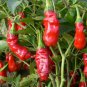 Peter Pepper 200 Seeds
