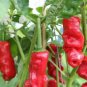 Peter Pepper 200 Seeds
